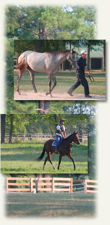 Camden Training Center thoroughbred race horses