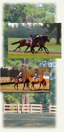 Camden Training Center thoroughbred race horses